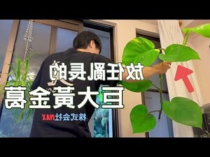 黃金葛 水耕